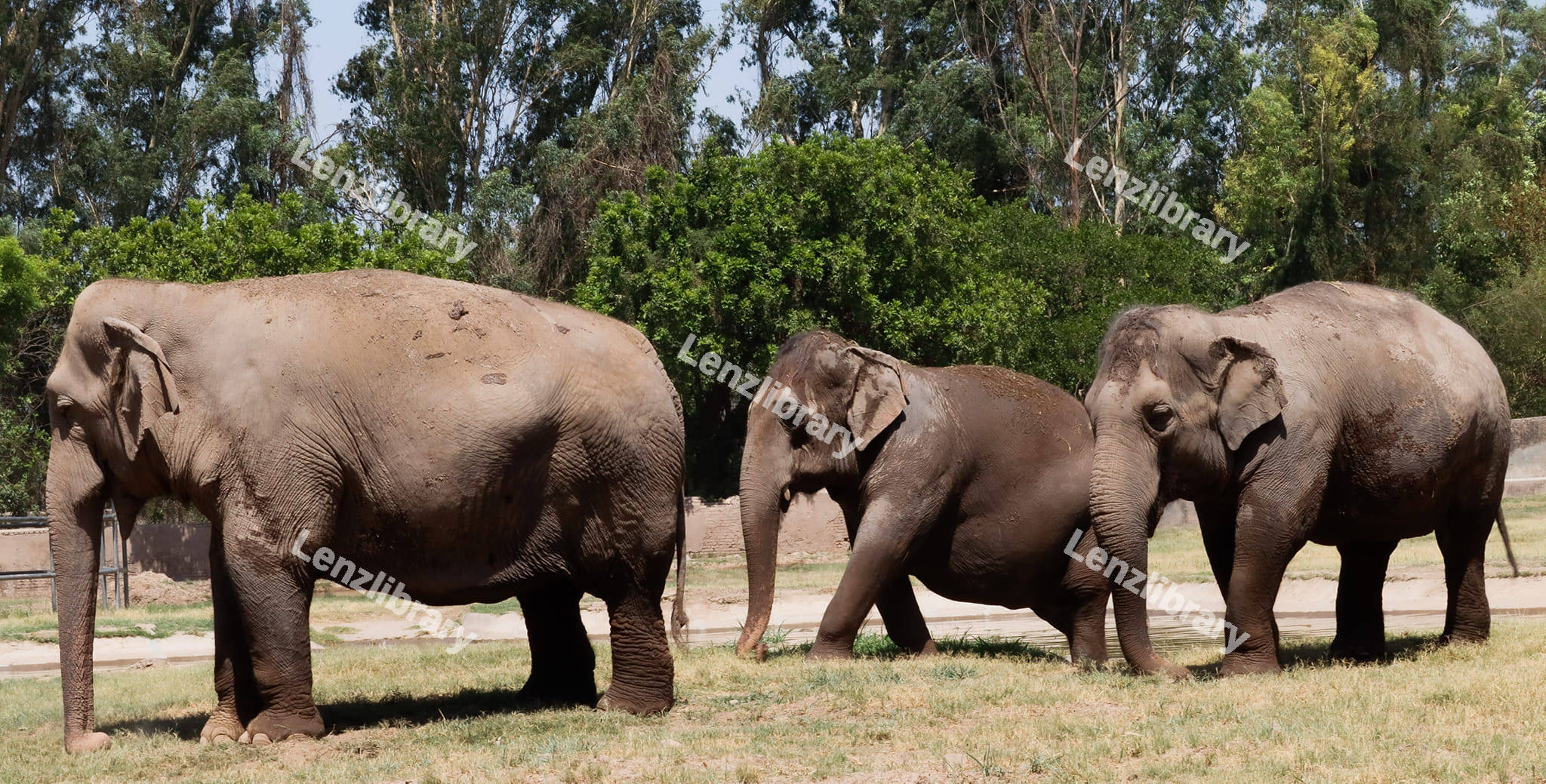 Grey Elephants